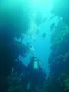 Eleuthera Coral Head