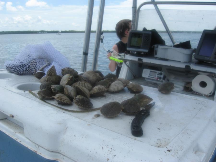 scalloping