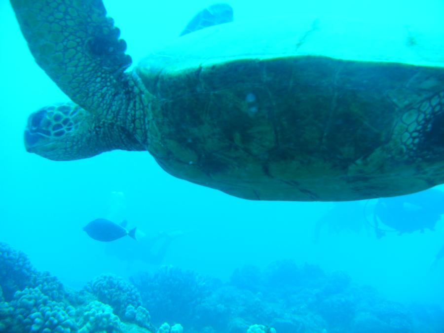 sea turtle