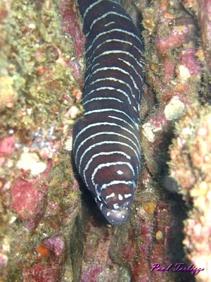 Banded Eel in Costa Rica
