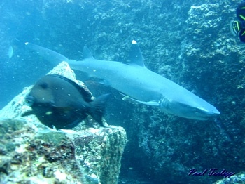 White Tip Reef Shark, Costa Rica