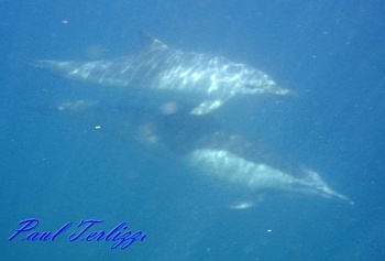 Dolphins playing at Monestary Beach, Monterey, CA