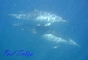 Dolphins playing at Monestary Beach, Monterey, CA