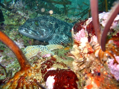Ling Cod resting off Pebble Beach