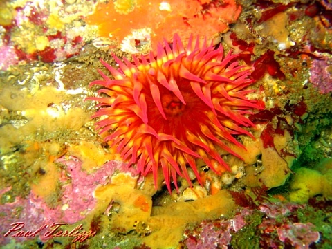 And you thought Cal Diving has no color.