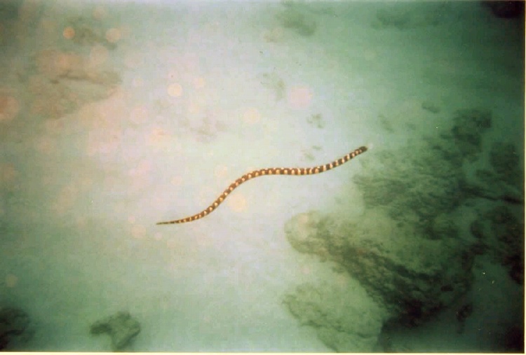 Okinawan Sea Snake