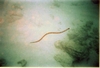 Okinawan Sea Snake