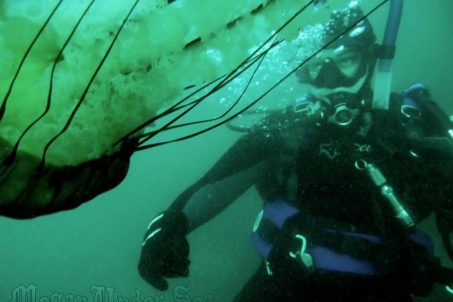 Monterey Jellyfish