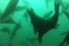 Sea Lion Frenzy