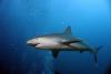 Shark Awareness DIve - Dive_Safaris