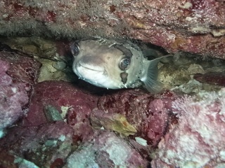 Happy Balloon fish in San Carlos, Mexico (night dive)