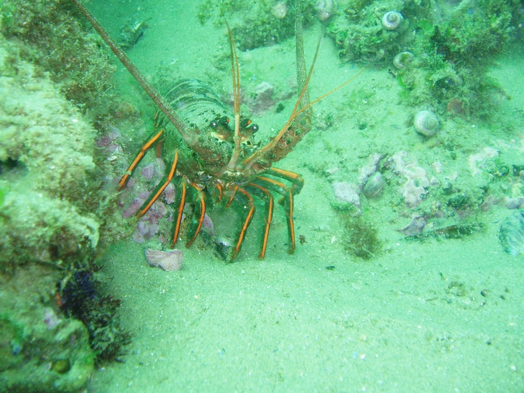 Rock lobster off Grand Bahama Island (Shark Alley)