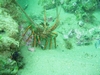 Rock lobster off Grand Bahama Island (Shark Alley)