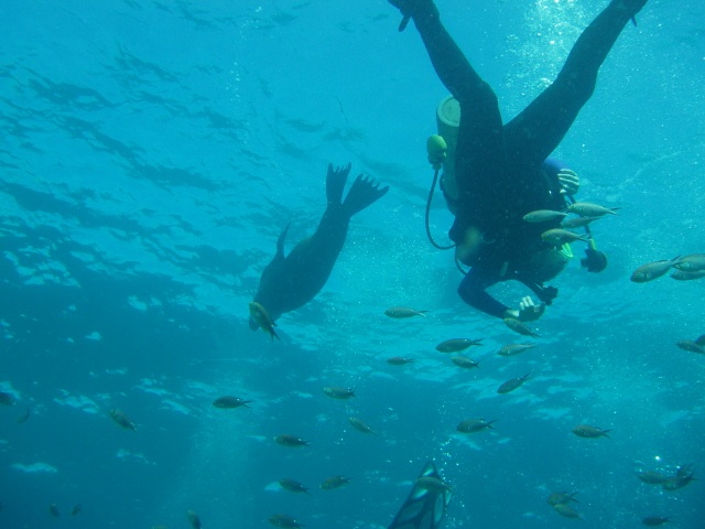 Wanna race? Sea Lion, Seal Island - San Carlos, Mexico