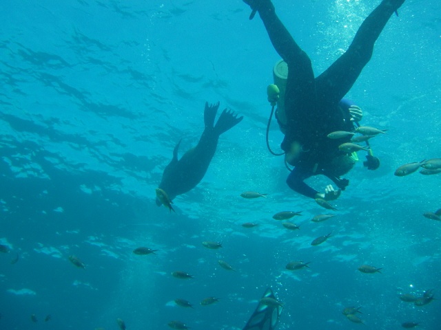 Wanna race? Sea Lion, Seal Island - San Carlos, Mexico