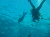 Wanna race? Sea Lion, Seal Island - San Carlos, Mexico