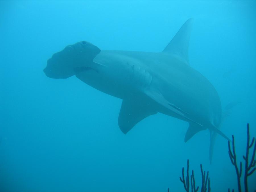 Hammerhead