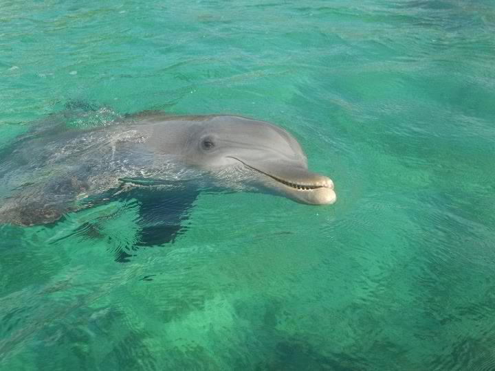 Gracie in Roatan