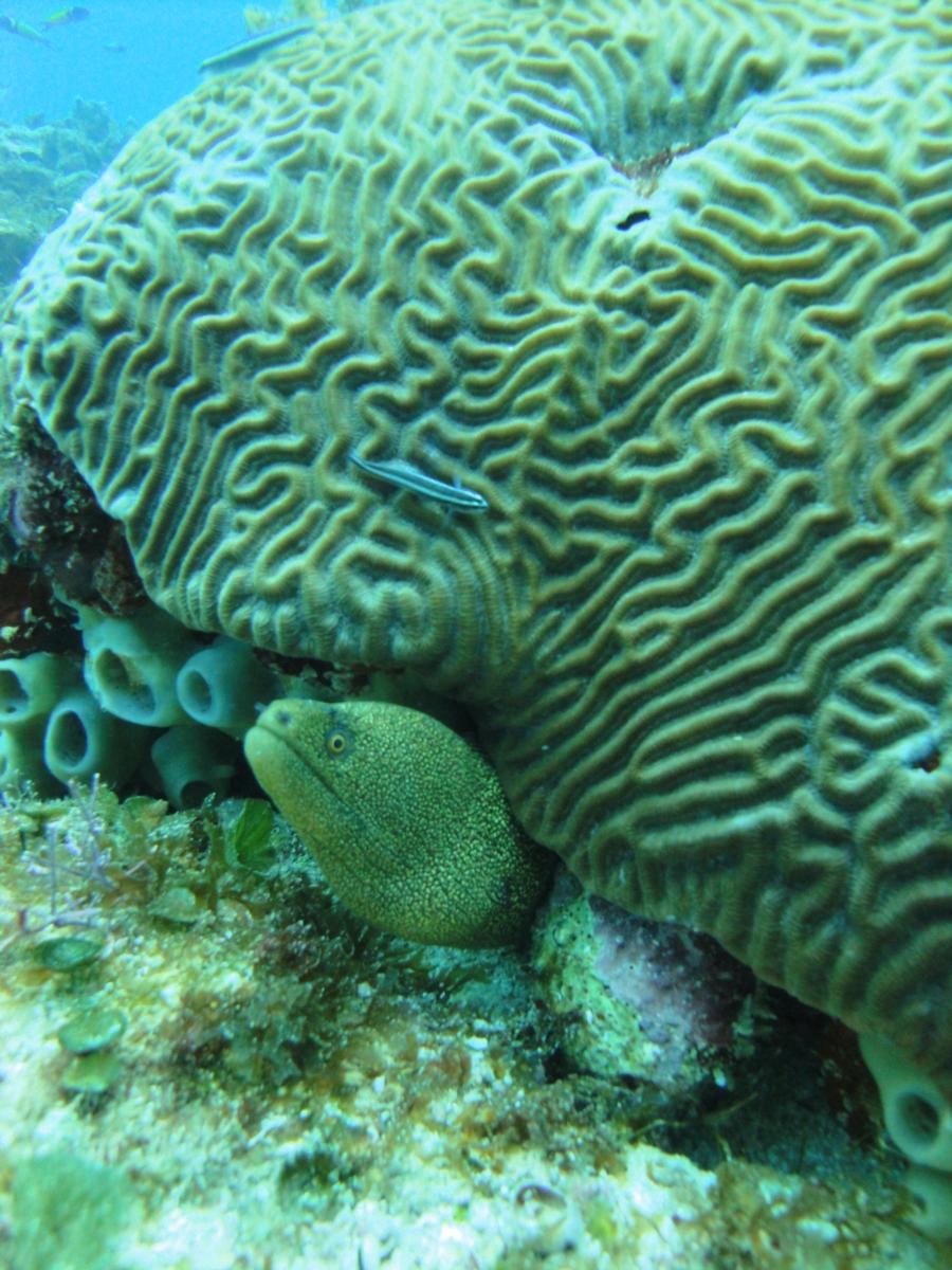 Eel and Brain Coral