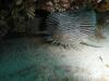 Cozumel Toad Fish in Isla Mujeres