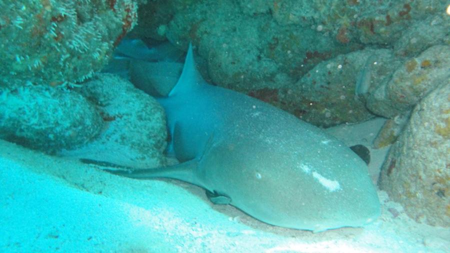 Nurse Shark