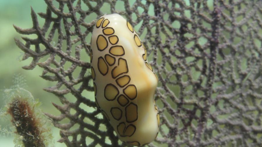 Flamingo Tongue Snail