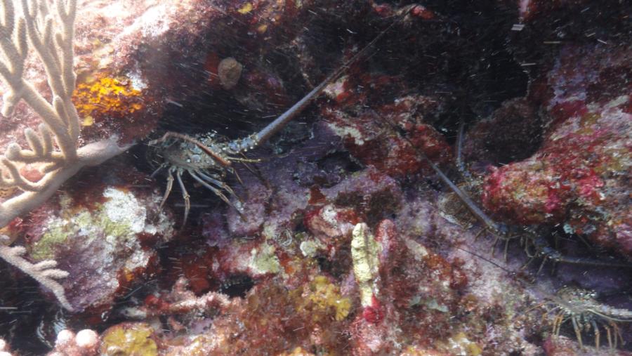 Lobster in the Caribbean