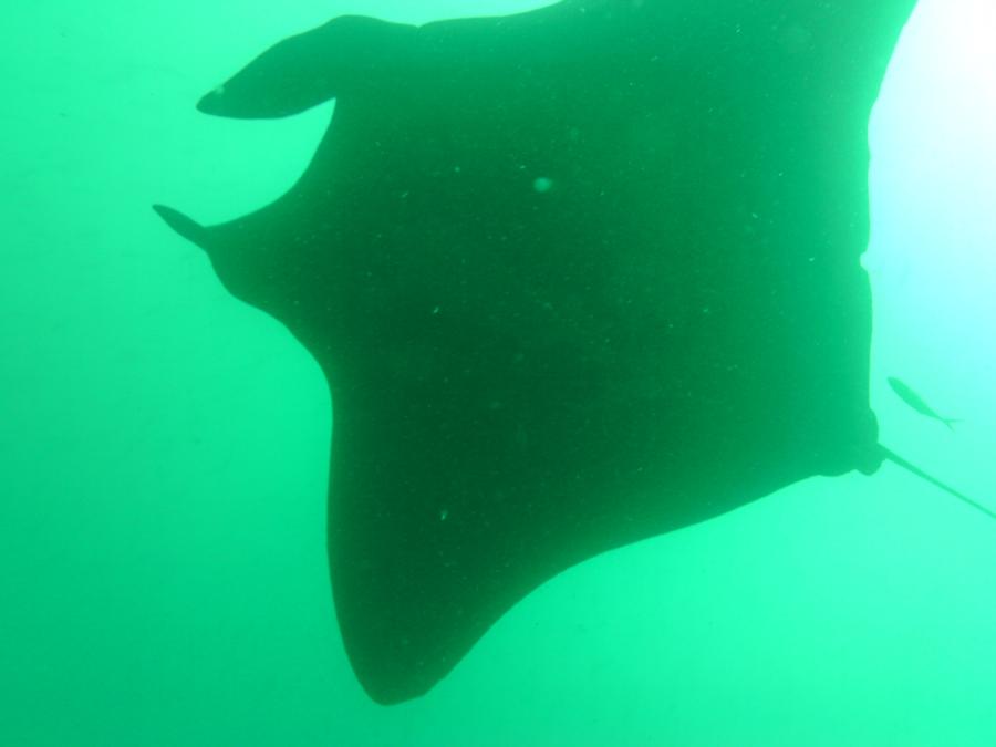 Manta los arcos pto. vallarta mexico