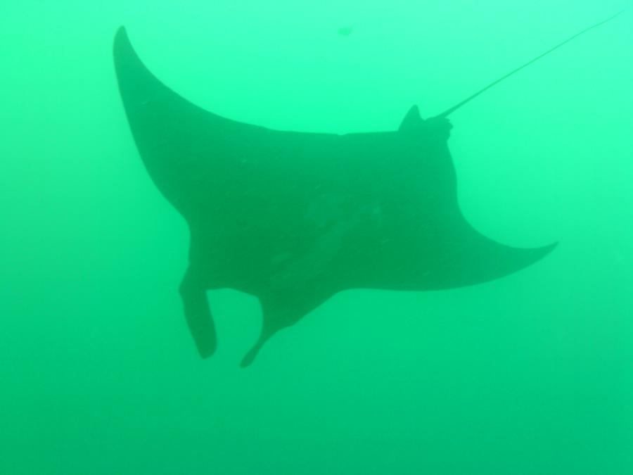 manta los arcos pto. vallarta mexico