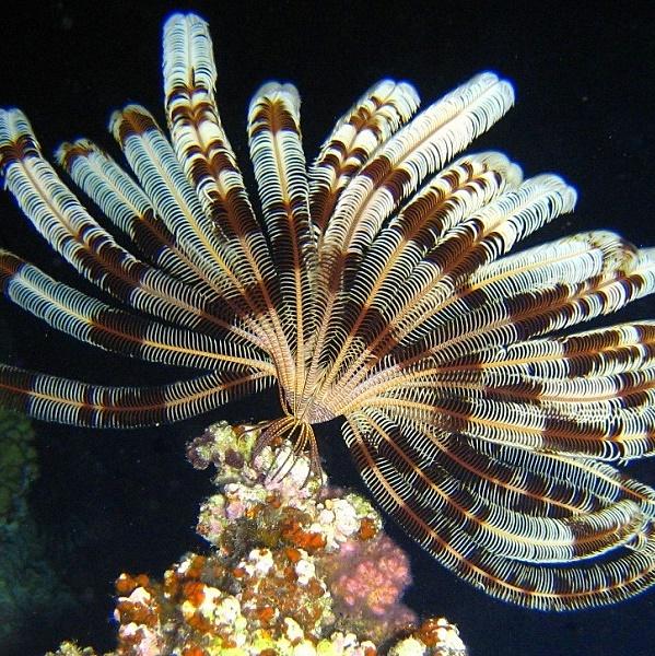 2-Klunzinger’s crinoid.