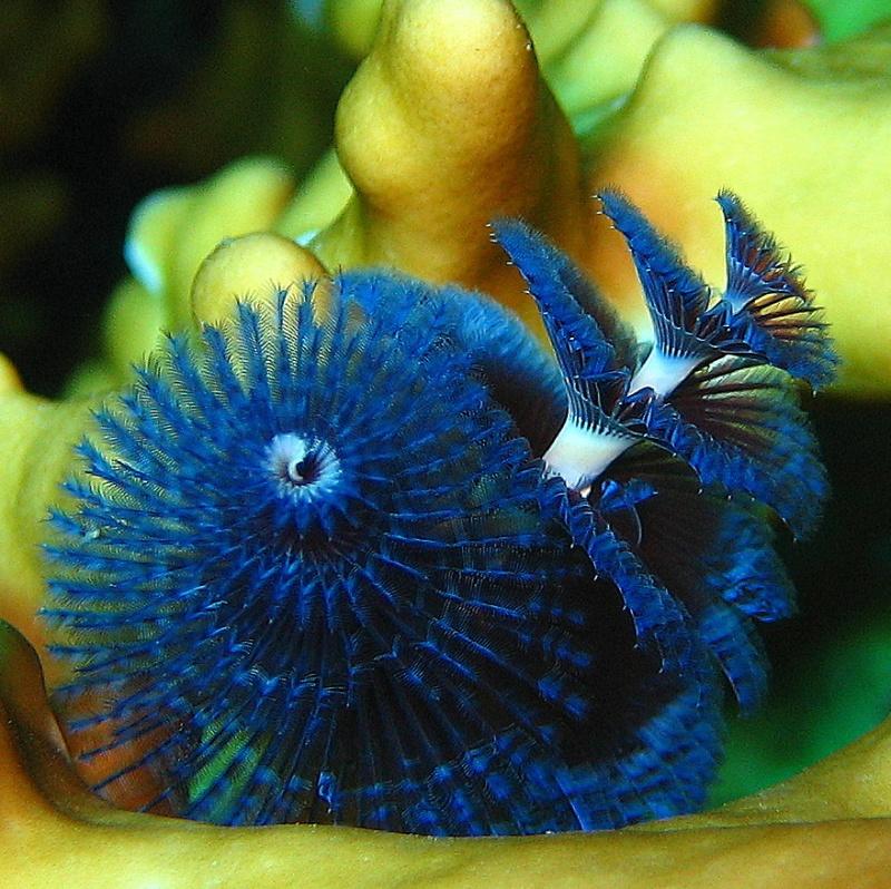 3-Christmas tree worm.