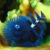 3-Christmas tree worm.