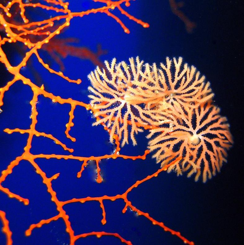 4- Bryozoa, also known as Ectoprocta