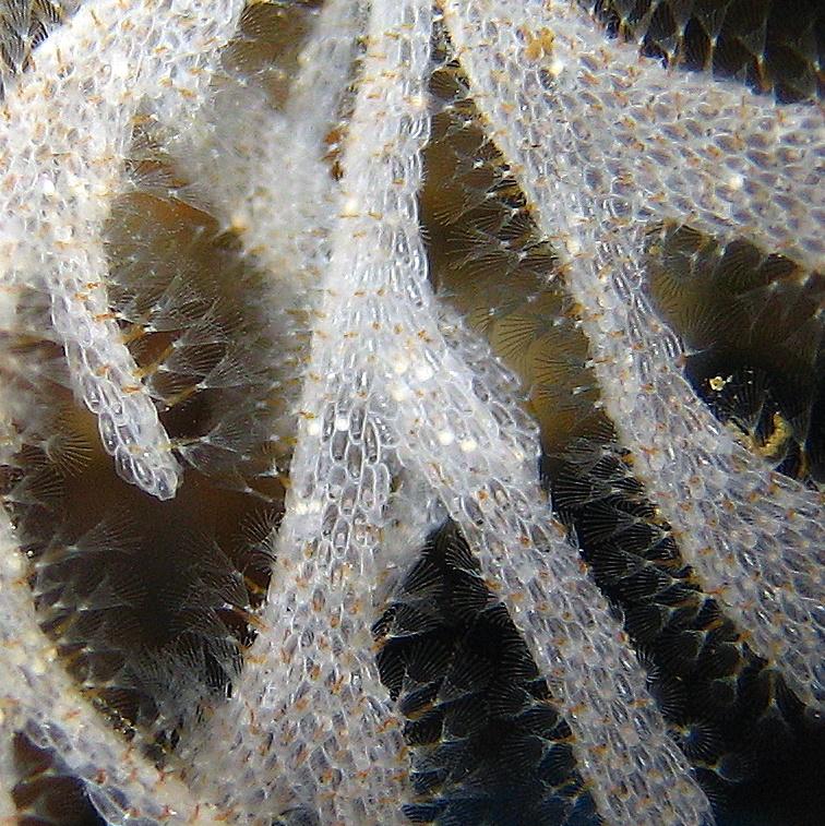 5- Bryozoa, also known as Ectoprocta