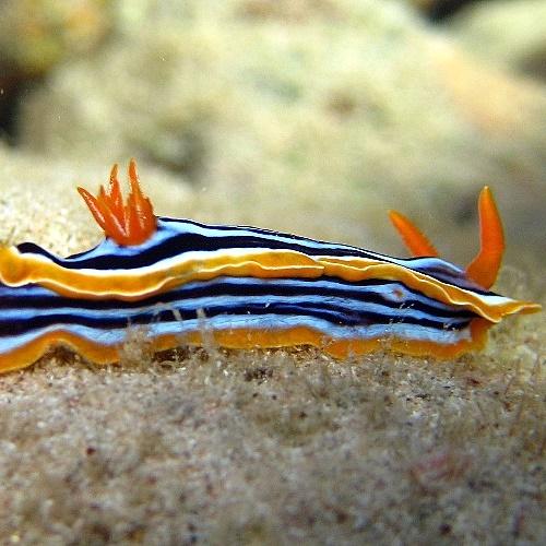 6-Sea slug African chromodorid.