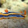 6-Sea slug African chromodorid.