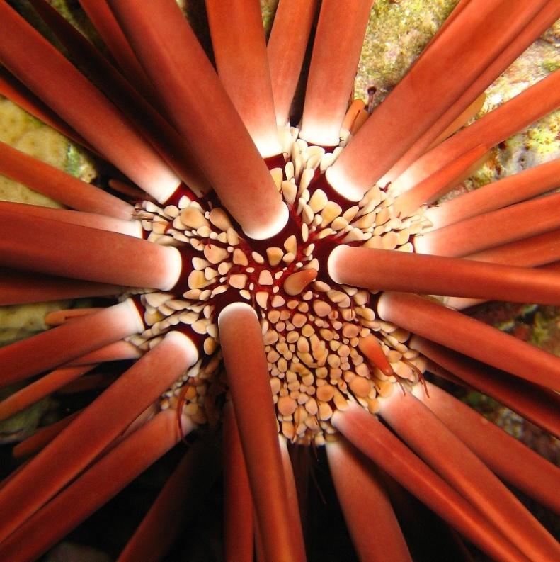 7-Sea urchin Slate-pencil sea urchin.