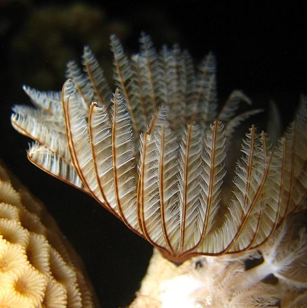 8-Indian tube worm.