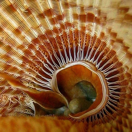 9-Indian tube worm.