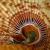 9-Indian tube worm.