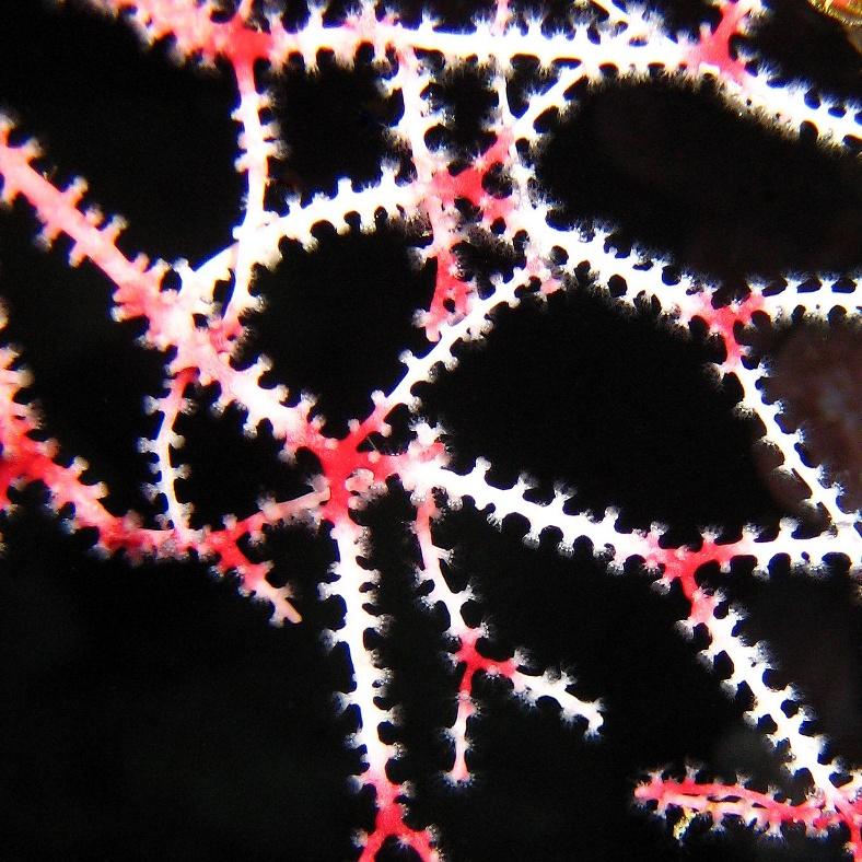 11-Tender gorgonian soft coral.