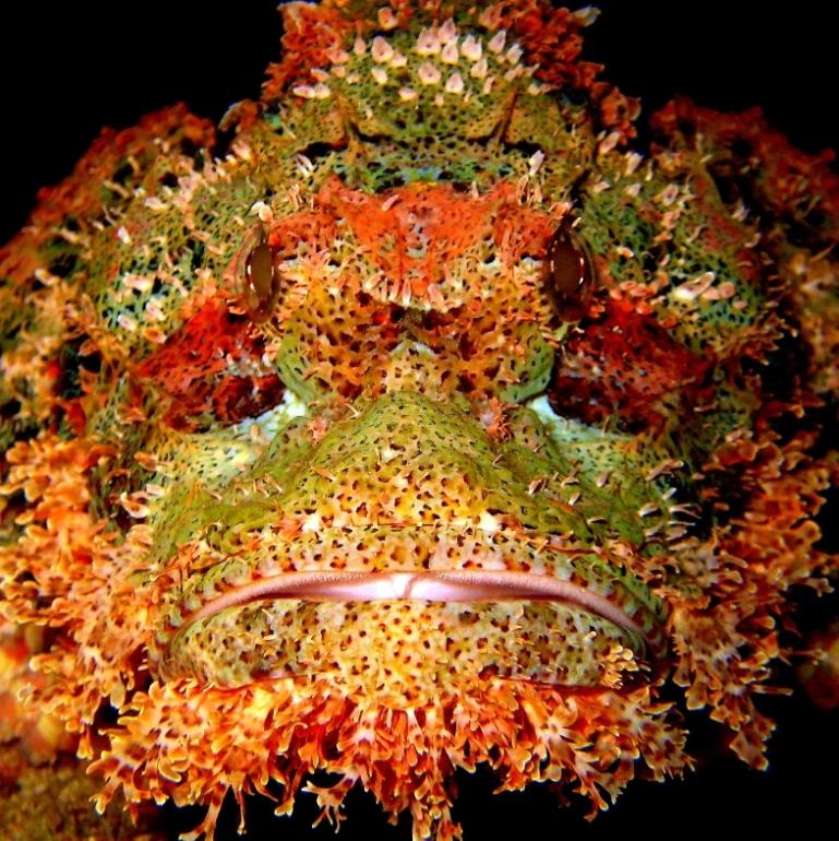 12-Humpback scorpionfish.