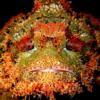 12-Humpback scorpionfish.