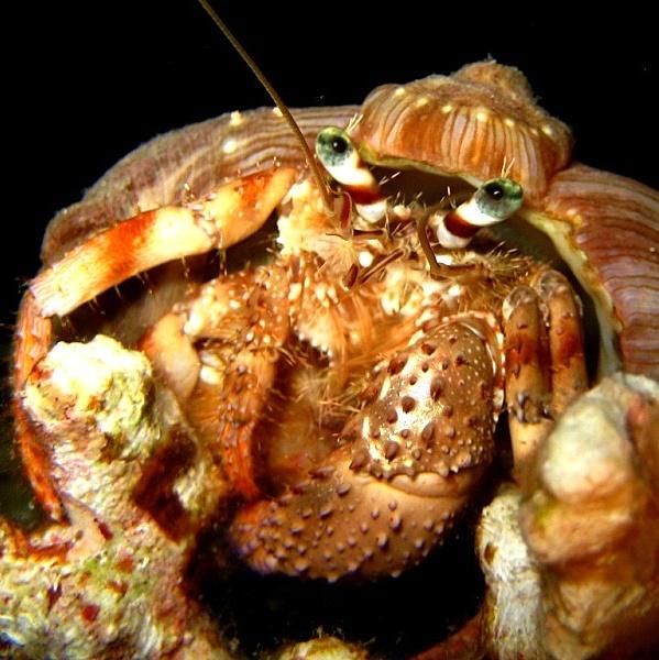 13-Anemone hermit crab.