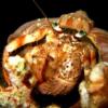 13-Anemone hermit crab.