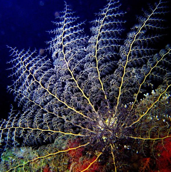 14-Naked basket star.