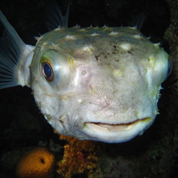 15-Porcupinefish Spotbase burrfish.