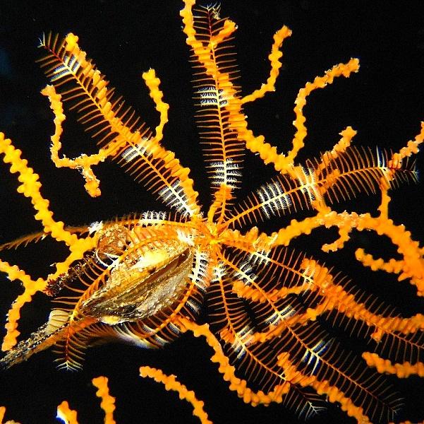 16-Chadwick’s feather star.