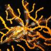 16-Chadwick’s feather star.