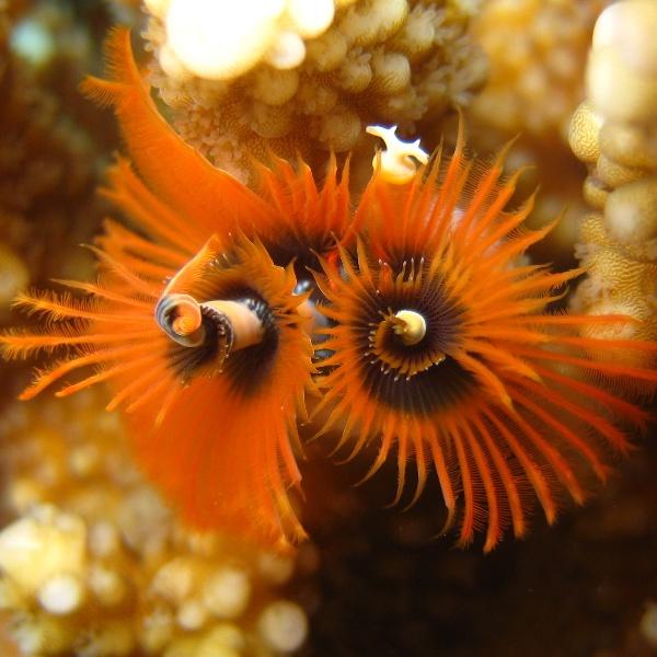 17-Tube worm Christmas tree.